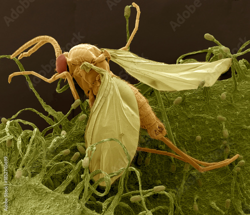 Gnat trapped in sundew, SEM