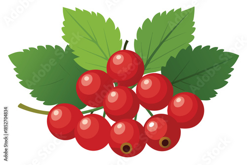 currant on white background