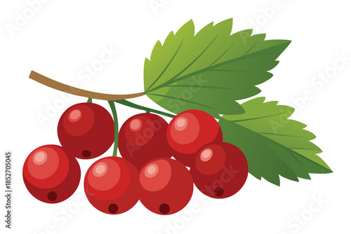 currant on white background