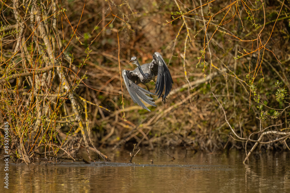 Fototapeta premium Heron flying forwards, close up from a tree