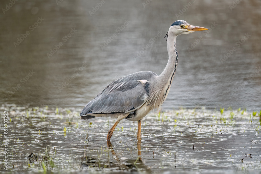Fototapeta premium Grey heron fishing in a lake