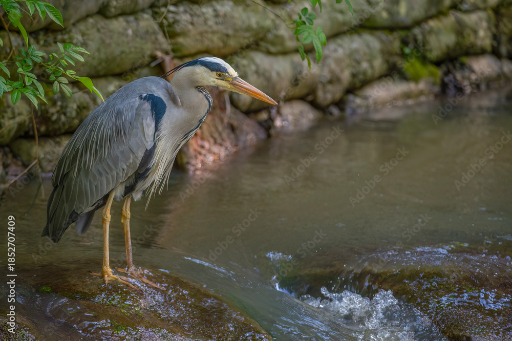 Fototapeta premium Grey heron on a rock in a river