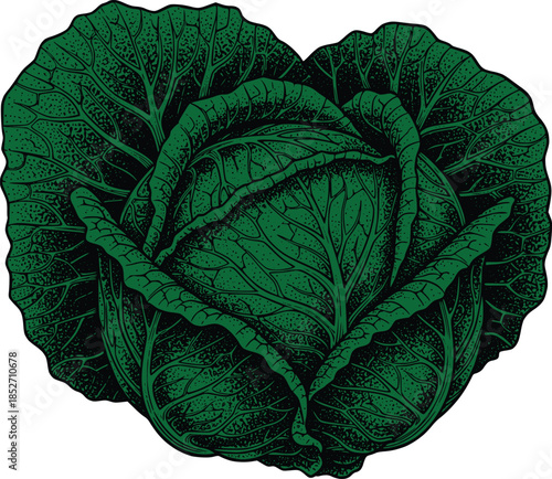 Fresh Cabbage Leaf Isolated on White Background