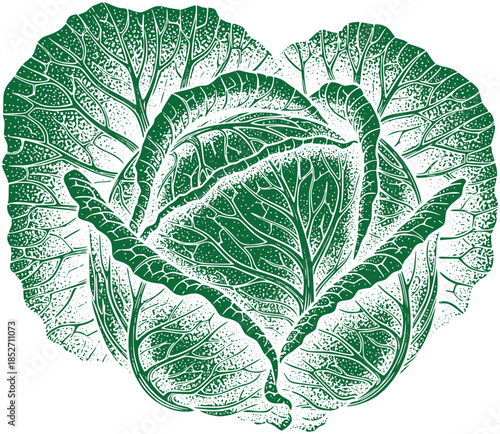 Green Cabbage Leaf Isolated on Transparent Background
