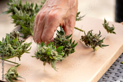 Hand harvesting medical cannabis buds legally in Germany