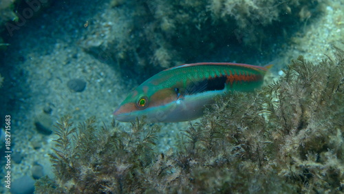 Canvastavla Mediterranean rainbow wrasse (Coris julis) undersea, Ligurian Sea, Italy, Imperi