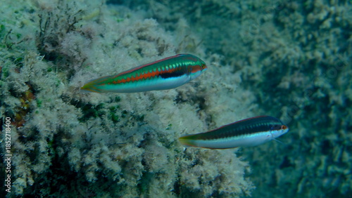 Фотография Mediterranean rainbow wrasse (Coris julis) undersea, Ligurian Sea, Italy, Imperi