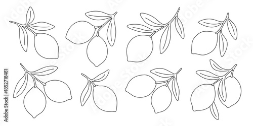 Lemons on branches. Outline citrus fruits set in modern linear style