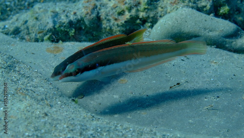 фотографія Mediterranean rainbow wrasse (Coris julis) undersea, Ligurian Sea, Italy, Imperi