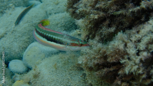 Fotografía Mediterranean rainbow wrasse (Coris julis) undersea, Ligurian Sea, Italy, Imperi