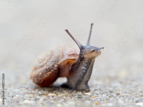 Cuadro en lienzo Small snail walking on the ground with its head raised