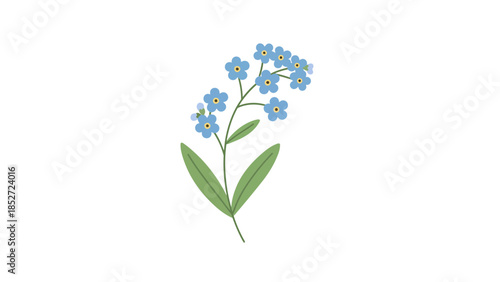Beautiful blue forget-me-not flowers with green leaves on white background