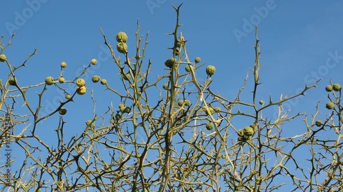 (Poncirus trifoliata)  Hardy orange, ornamental tree with strongly twisted and thorny upright branches producing small, velvety-textured fruits resembling limes