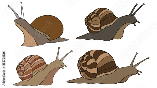 Four distinct snails with detailed shells and bodies, showcasing natural diversity in a clean, simple illustration.