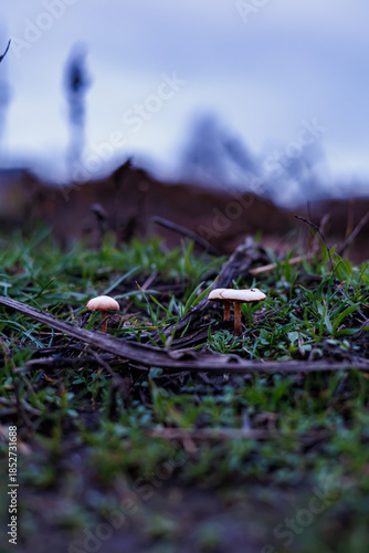 Macro Close-up of Two Small Wild Mushrooms Sprouting from Green Grass and Damp Soil with a Moody Blurred Twilight Bokeh Background, Nature and Fungi Photography