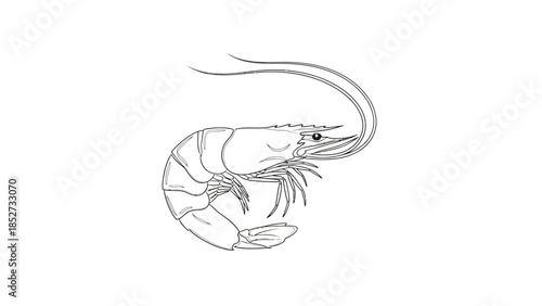 Detailed Line Drawing of a Single Shrimp Illustration.