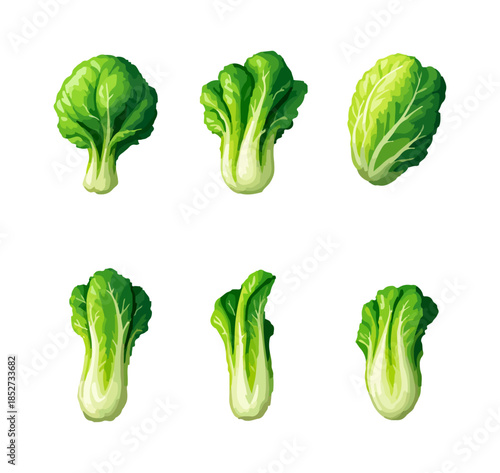Fresh green lettuce heads isolated on white background