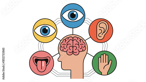 The human brain processes information from the five senses.