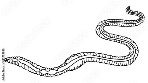 Earthworm illustration, black and white drawing of a worm