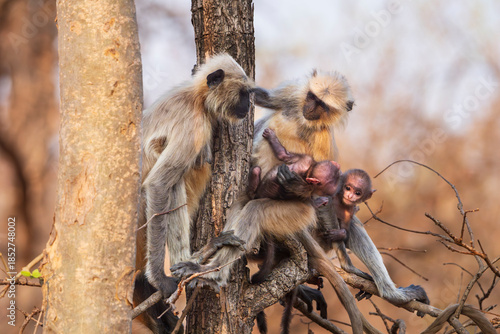 Gray langur, or Hanuman langur