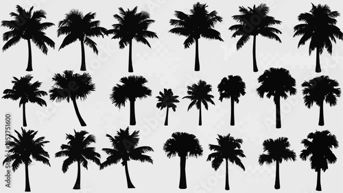 palm trees silhouettes