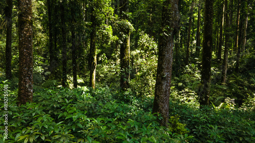 Wallpaper Mural Aerial View of Lush Rubber and Damar Forest with Laurel and Orchid Plants Torontodigital.ca