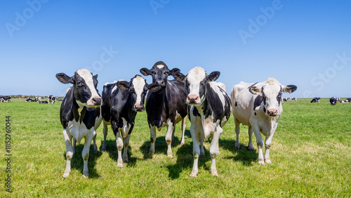 Foto Five young cows side by side in a field, happy and joyful and a blue sky