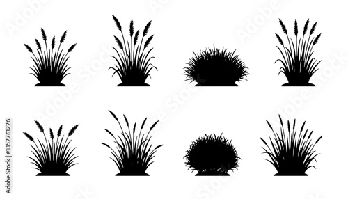 Ornamental Grasses Silhouette Vector