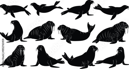 Walrus and seal silhouette collection, marine mammal vector set featuring sea lions, arctic animals, aquatic wildlife icons, pinniped sketches isolated on white background
