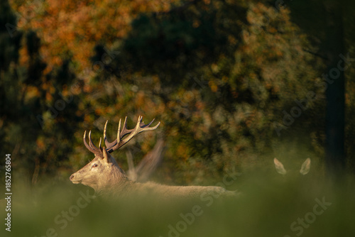 Red Deer Stag Framed by Autumn Colors