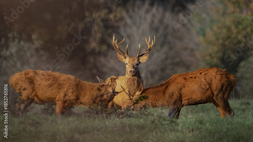 Three Red Deer Stags in Golden Autumn Light