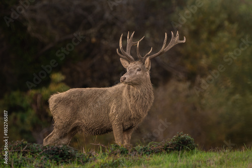 Red Deer Stag Standing in Autumn Meadow