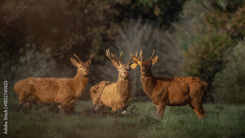 Three Red Deer Stags in Golden Autumn Light