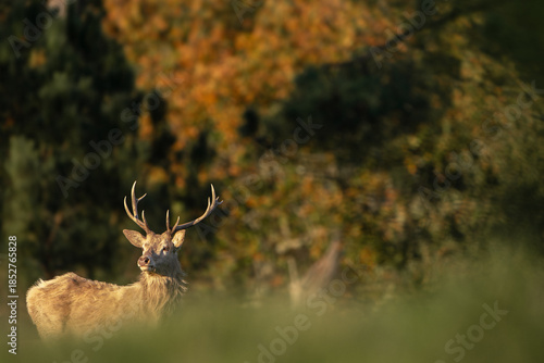 Red Deer Stag Framed by Autumn Colors