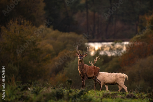 Quiet Encounter with Red Deer at Dusk