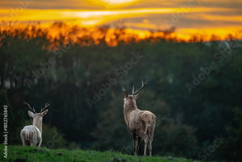 Quiet Evening with Deer at Sunset