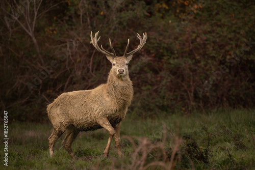 Red Deer Stag Standing in Autumn Meadow