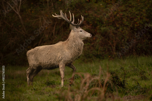 Red Deer Stag Standing in Autumn Meadow