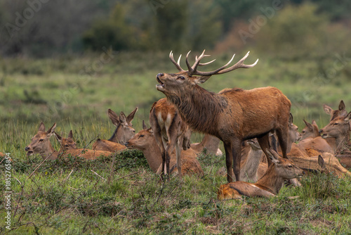 Red Deer Stag Roaring During the Rut