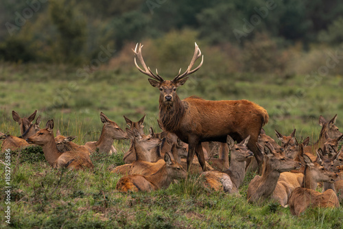Red Deer Stag Standing Guard Over a Herd