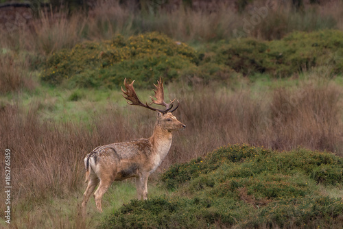Fallow Deer Stag Standing in Autumn Heathland