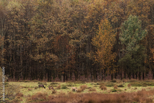 Fallow Deer Crossing an Autumn Forest Clearing