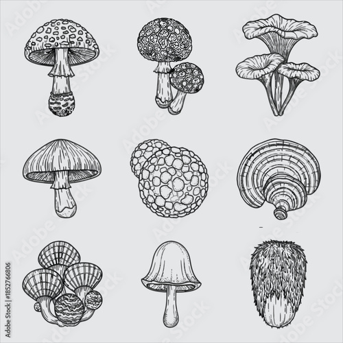 Detailed illustrations of various mushrooms