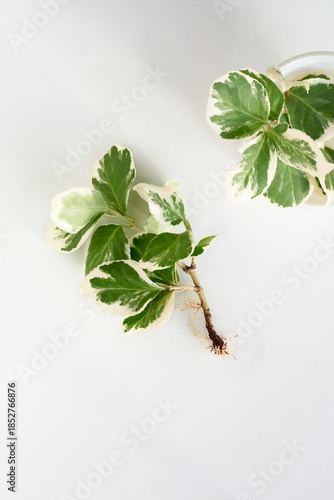 Close-up of cut plant branch with roots for propagation or planting.