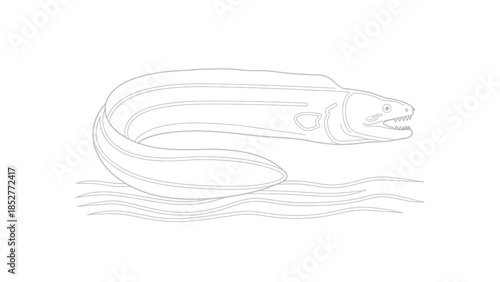 Detailed Outline Drawing of a Moray Eel in Water.