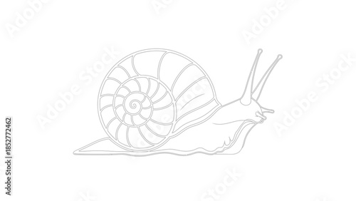 Detailed Outline Drawing of a Snail in Motion.