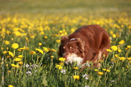 A brown dog is sniffing the grass in a field of yellow flowers