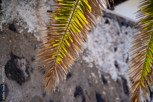 Tropical evergreen plant with leaves, palm tree closeup