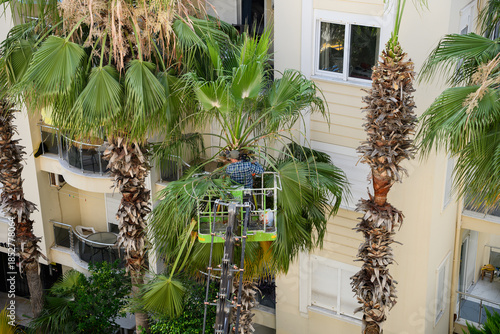 Worker trims palm tree leaves with tree saw. Landscaping workers trim palm tree leaves to shape the crown, stimulate growth, and remove dead leaves. Palm tree cleaning concept.
