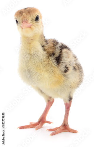 фотографія Young turkey isolated on white background